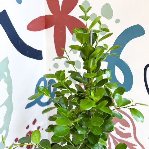 Ficus microcarpa ‘Moclame’ – Indian Laurel Fig - Sprouts of Bristol