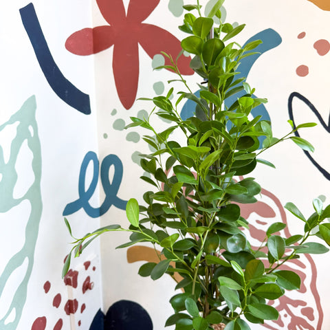 Ficus microcarpa ‘Moclame’ – Indian Laurel Fig - Sprouts of Bristol