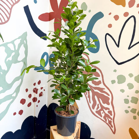 Ficus microcarpa ‘Moclame’ – Indian Laurel Fig - Sprouts of Bristol