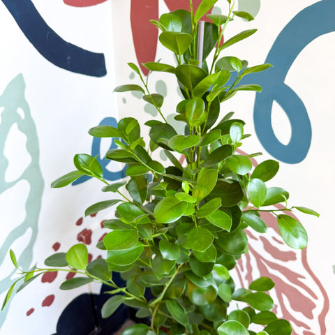 Ficus microcarpa ‘Moclame’ – Indian Laurel Fig - Sprouts of Bristol