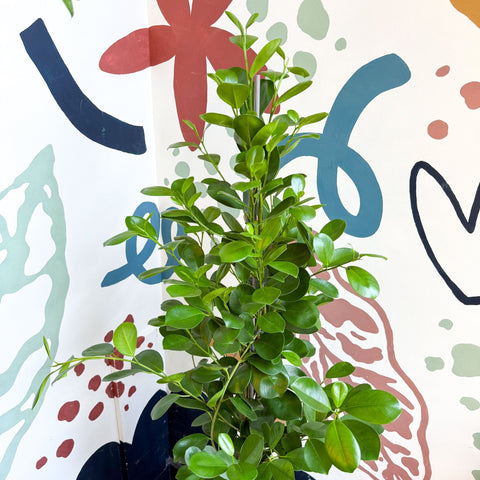 Ficus microcarpa ‘Moclame’ – Indian Laurel Fig - Sprouts of Bristol