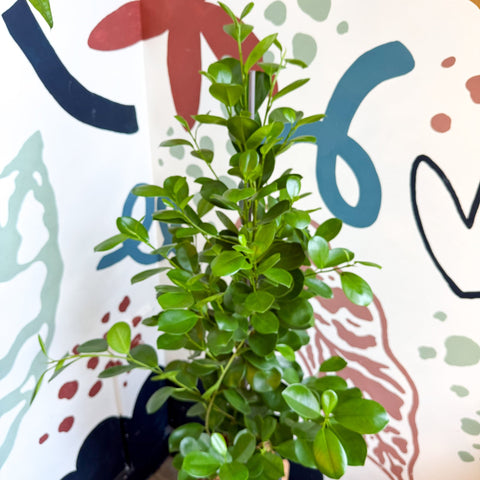 Ficus microcarpa ‘Moclame’ – Indian Laurel Fig - Sprouts of Bristol