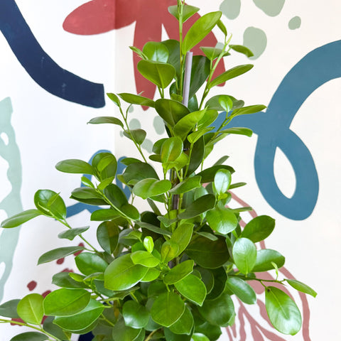 Ficus microcarpa ‘Moclame’ – Indian Laurel Fig - Sprouts of Bristol