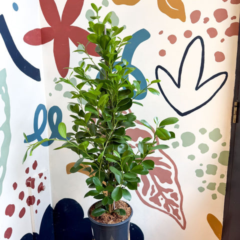 Ficus microcarpa ‘Moclame’ – Indian Laurel Fig - Sprouts of Bristol