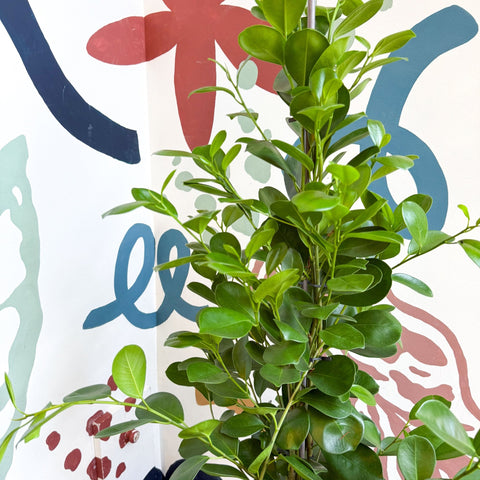 Ficus microcarpa ‘Moclame’ – Indian Laurel Fig - Sprouts of Bristol