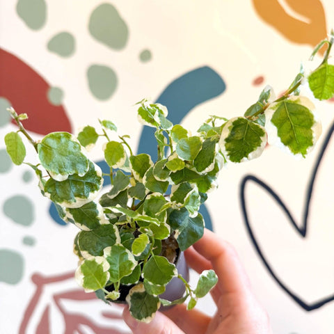 Ficus pumila 'Bellus' - Creeping Fig - Sprouts of Bristol