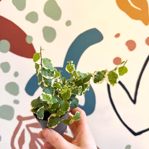 Ficus pumila 'Bellus' - Creeping Fig - Sprouts of Bristol