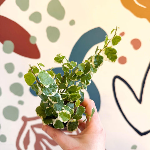 Ficus pumila 'Bellus' - Creeping Fig - Sprouts of Bristol