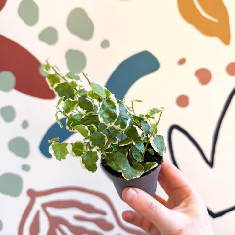 Ficus pumila 'Bellus' - Creeping Fig - Sprouts of Bristol