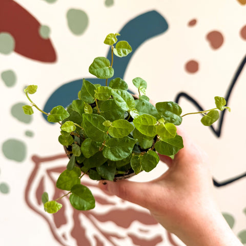 Ficus pumila 'Green Sunny' - Creeping Fig - Sprouts of Bristol