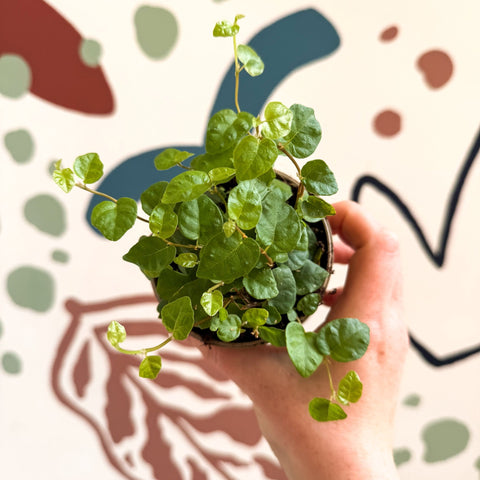 creeping fig hanging plant Ficus pumila 'Green Sunny'