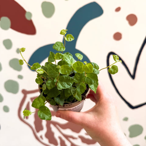 Ficus pumila 'Green Sunny' - Creeping Fig - Sprouts of Bristol