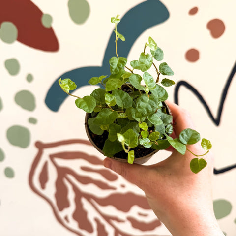 Ficus pumila 'Green Sunny' - Creeping Fig - Sprouts of Bristol