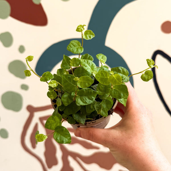ficus pumila indoor plant Ficus pumila 'Green Sunny'