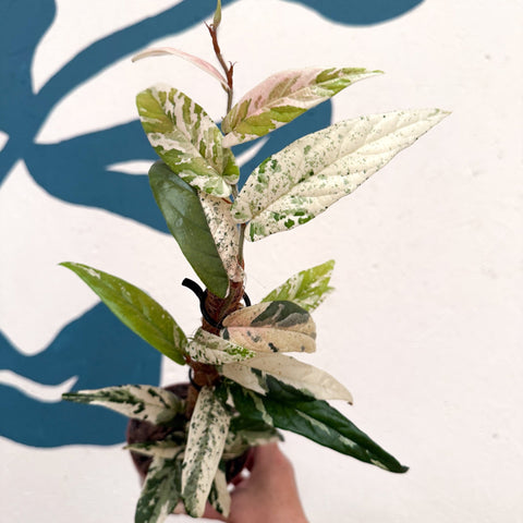 Ficus sagittata ‘Variegata Pink’ - Sprouts of Bristol