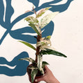 Ficus sagittata ‘Variegata Pink’ - Sprouts of Bristol
