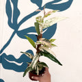 Ficus sagittata ‘Variegata Pink’ - Sprouts of Bristol
