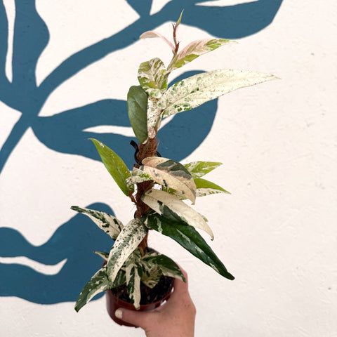 Ficus sagittata ‘Variegata Pink’ - Sprouts of Bristol