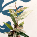 Ficus sagittata ‘Variegata Pink’ - Sprouts of Bristol