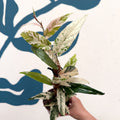 Ficus sagittata ‘Variegata Pink’ - Sprouts of Bristol