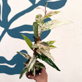 Ficus sagittata ‘Variegata Pink’ - Sprouts of Bristol