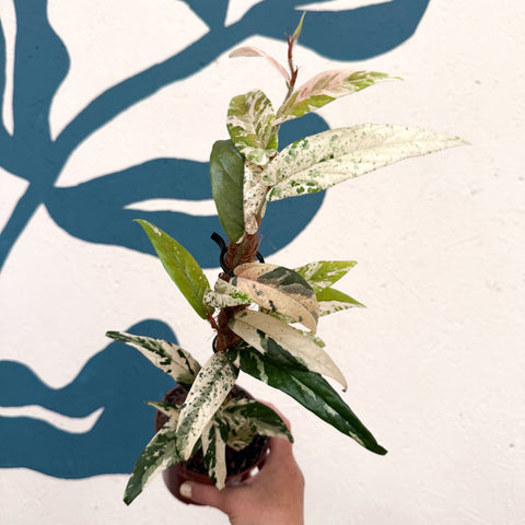 Ficus sagittata ‘Variegata Pink’ - Sprouts of Bristol