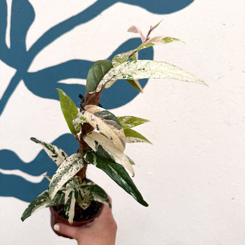 Ficus sagittata ‘Variegata Pink’ - Sprouts of Bristol