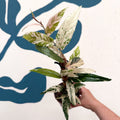 Ficus sagittata ‘Variegata Pink’ - Sprouts of Bristol