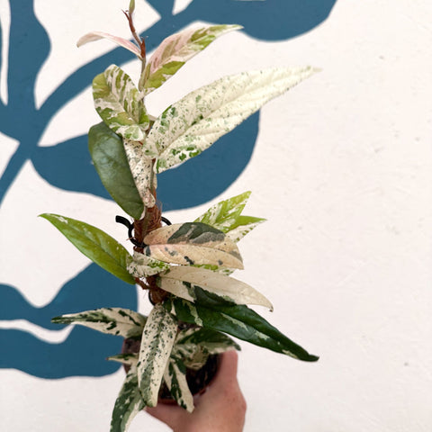 Ficus sagittata ‘Variegata Pink’ - Sprouts of Bristol