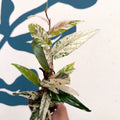 Ficus sagittata ‘Variegata Pink’ - Sprouts of Bristol