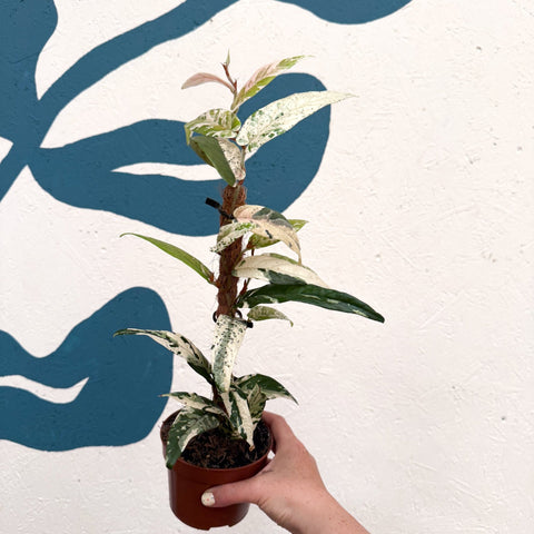 Ficus sagittata ‘Variegata Pink’ - Sprouts of Bristol