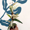Ficus sagittata ‘Variegata Pink’ - Sprouts of Bristol