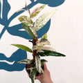 Ficus sagittata ‘Variegata Pink’ - Sprouts of Bristol