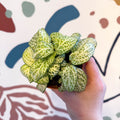 Fittonia argyroneura ‘Mosaic Lemon’ - Sprouts of Bristol