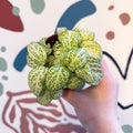 Fittonia argyroneura ‘Mosaic Lemon’ - Sprouts of Bristol