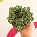 Fittonia argyroneura 'Mosaic Shadow' - Sprouts of Bristol