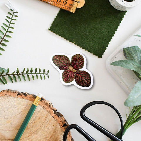 Fittonia Tropical Houseplant Vinyl Sticker [Beneath the Canopy RHS Collab] - Sprouts of Bristol