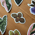 Fittonia Tropical Houseplant Vinyl Sticker [Beneath the Canopy RHS Collab] - Sprouts of Bristol