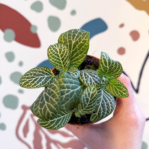 Fittonia verschaffeltii 'Bianco Verde' - Sprouts of Bristol