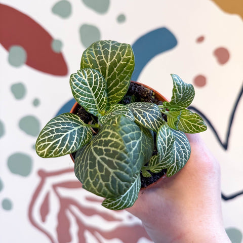 Fittonia verschaffeltii 'Bianco Verde' - Sprouts of Bristol