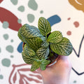 Fittonia verschaffeltii 'Bianco Verde' - Sprouts of Bristol