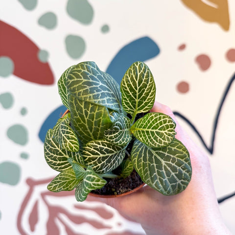 Fittonia verschaffeltii 'Bianco Verde' - Sprouts of Bristol