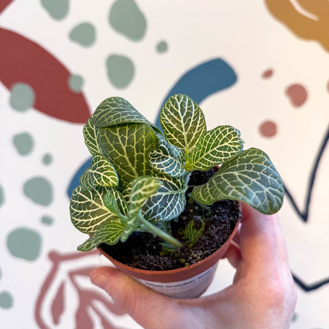 Fittonia verschaffeltii 'Bianco Verde' - Sprouts of Bristol