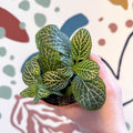 Fittonia verschaffeltii 'Bianco Verde' - Sprouts of Bristol