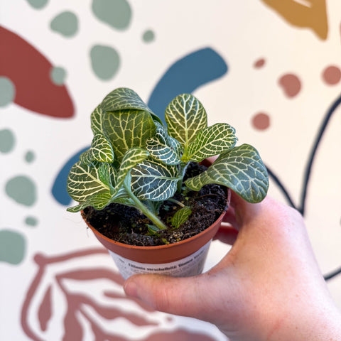 Fittonia verschaffeltii 'Bianco Verde' - Sprouts of Bristol