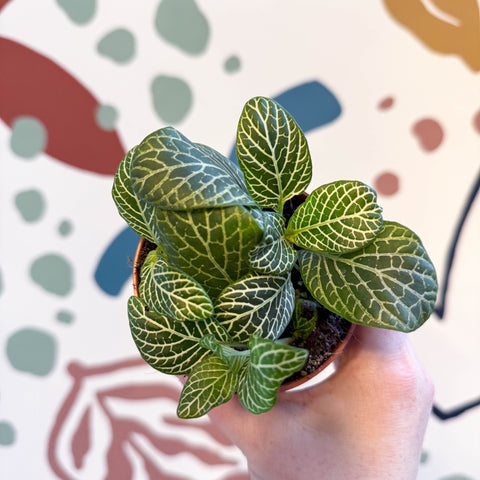 Fittonia verschaffeltii 'Bianco Verde' - Sprouts of Bristol