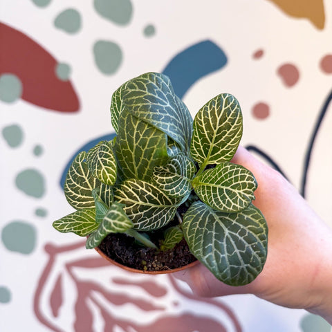 Fittonia verschaffeltii 'Bianco Verde' - Sprouts of Bristol