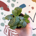 Fittonia verschaffeltii 'Bianco Verde' - Sprouts of Bristol