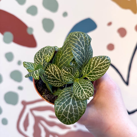 Fittonia verschaffeltii 'Bianco Verde' - Sprouts of Bristol