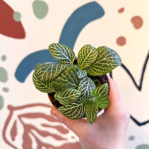 Fittonia verschaffeltii 'Bianco Verde' - Sprouts of Bristol